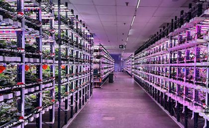 shelves of plants in a room with purple lights